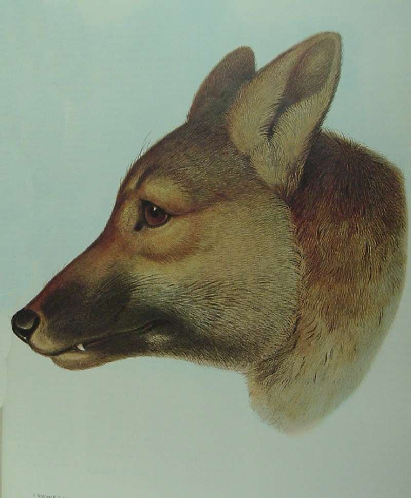Mammals of Australia as published by John Gould<br>(Origin of the Specimen: Paintng - Head View)
