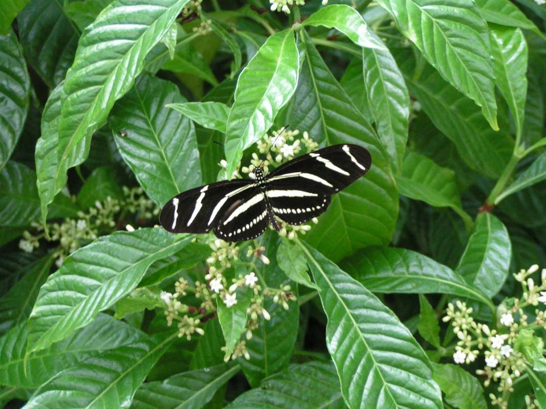 Butterfly Farm Habitat (male)<br>(Location of Picture: Florida, USA, 2007)