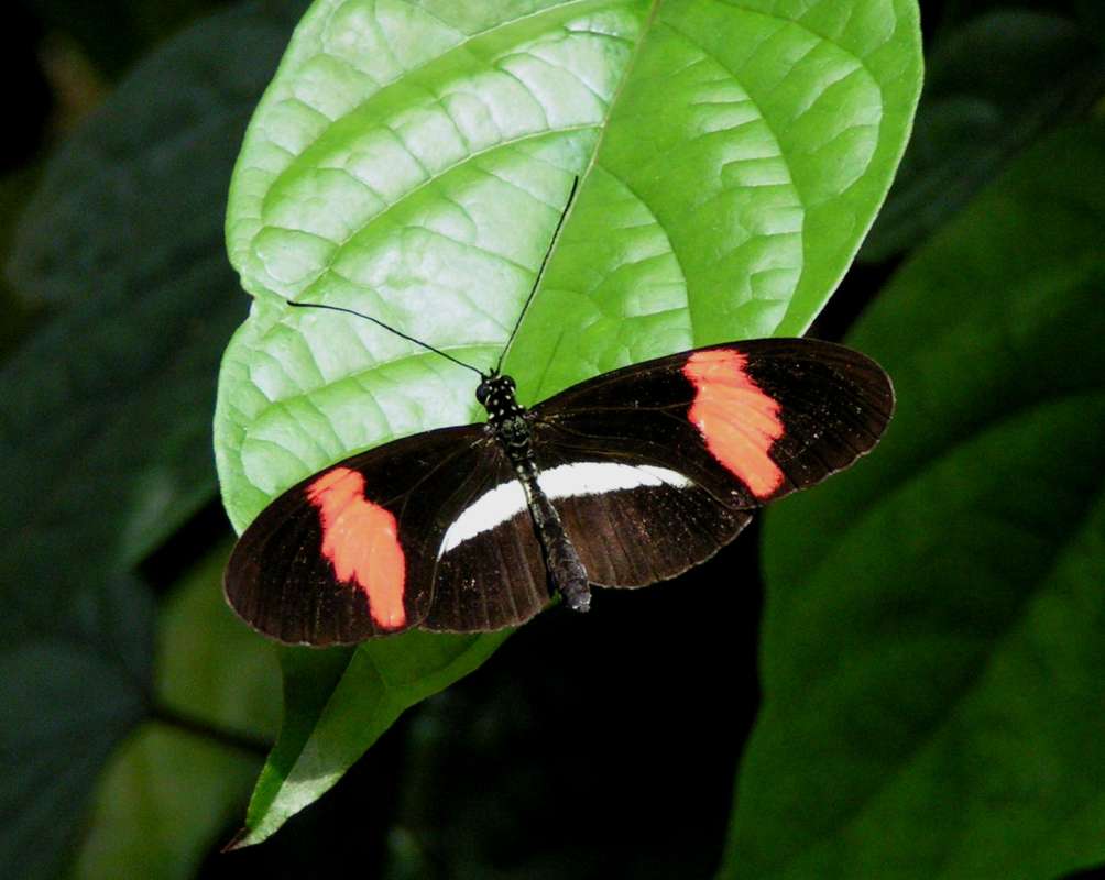 Butterfly Farm Habitat<br>(Location of Picture: Florida, USA, 2007)