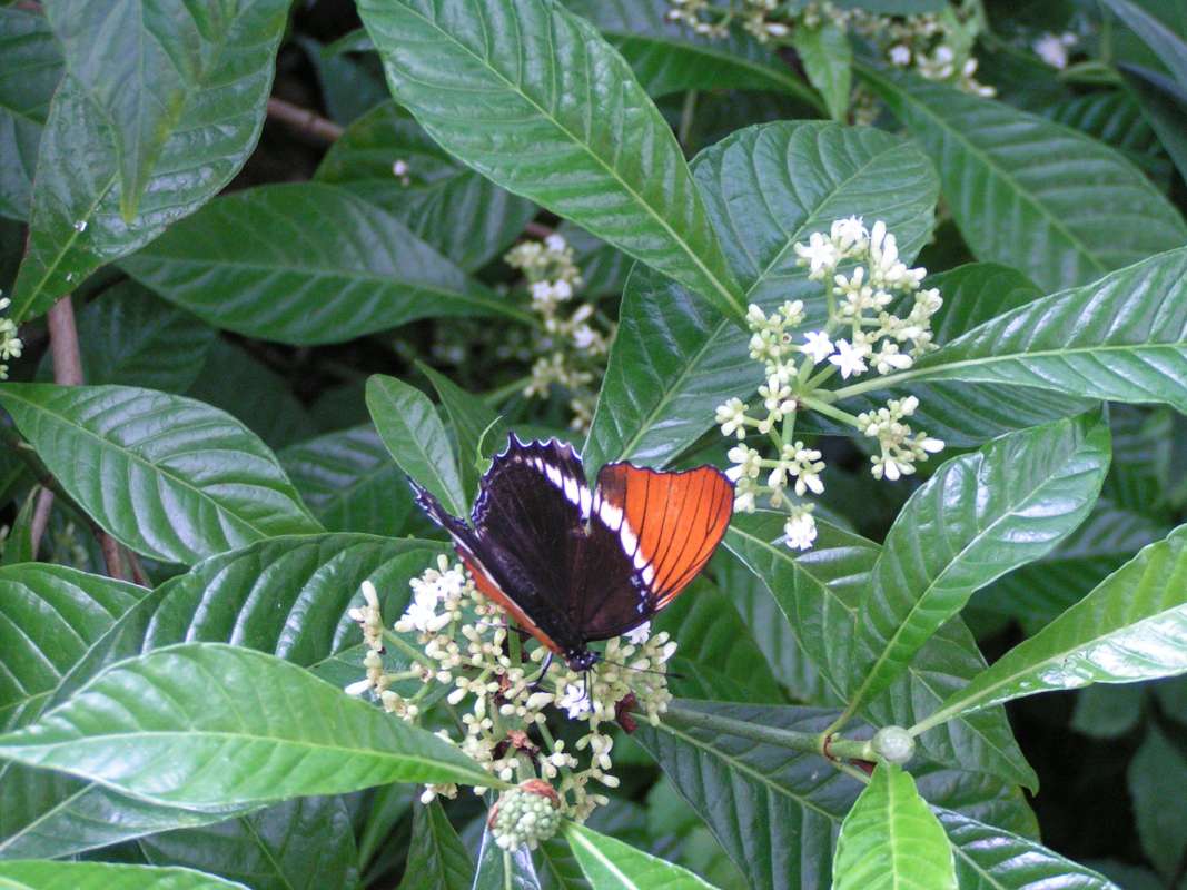 Butterfly Farm Habitat<br>(Location of Picture: Florida, USA, 2007)
