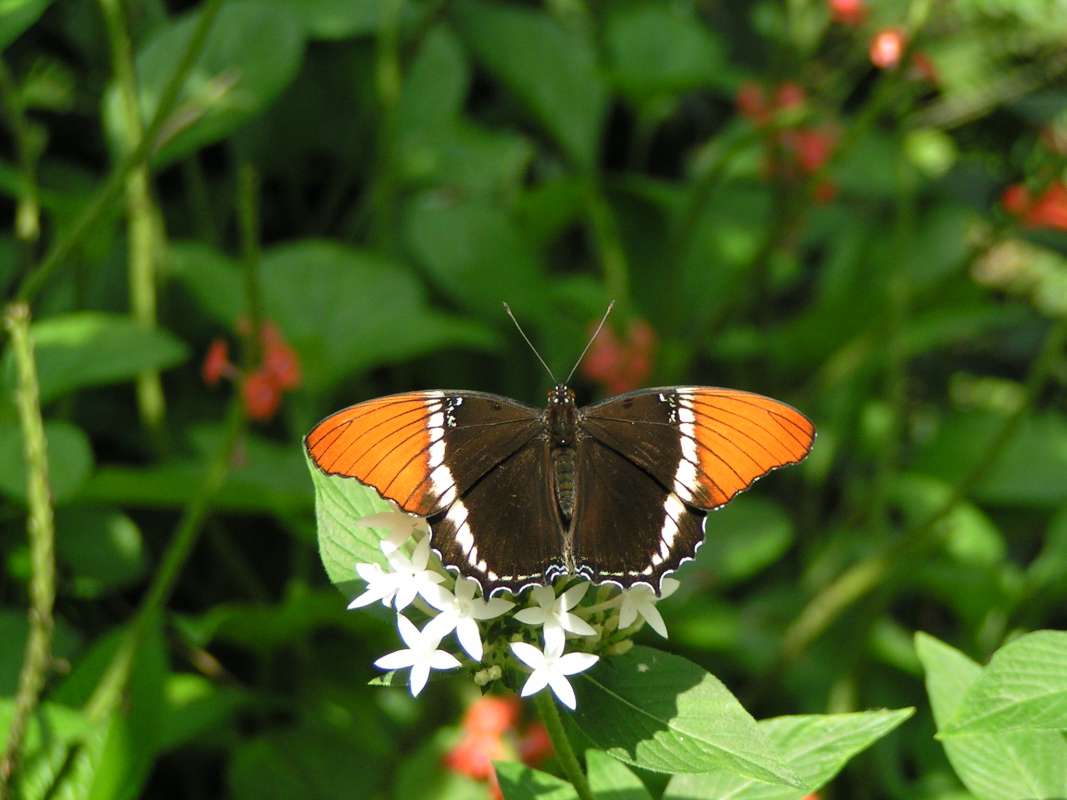 Butterfly Farm Habitat - Dorsal View<br>(Location of Picture: Florida, USA, 2007)