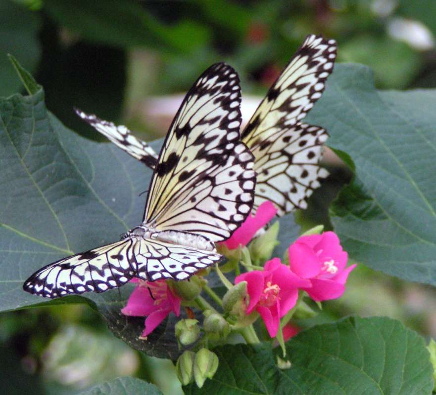 Two On Flowers At Butterfly Farm<br>(Location of Picture: Florida, USA, 2007)