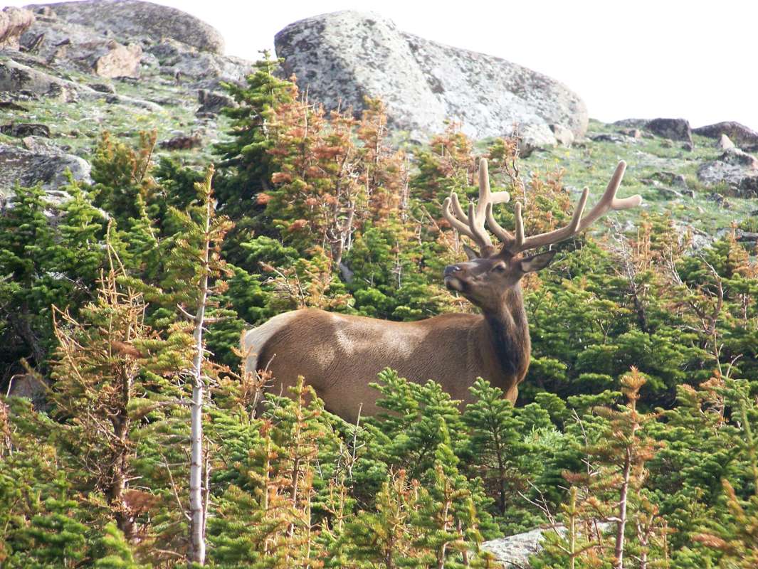 In Habitat, in Plants, with Antlers<br>(Location of Picture: Rocky Mnt Natoinal Park)