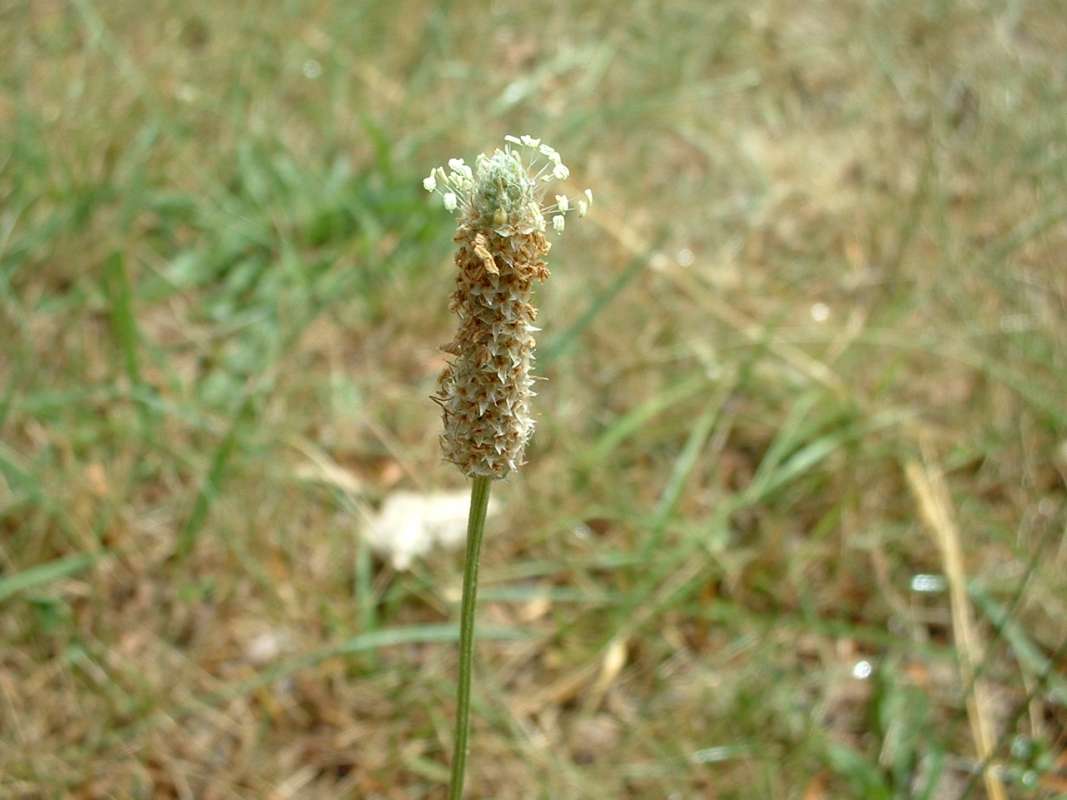 Flower Head<br>(Location of Picture: Lawn Weed, Round Lake, USA, 2005)