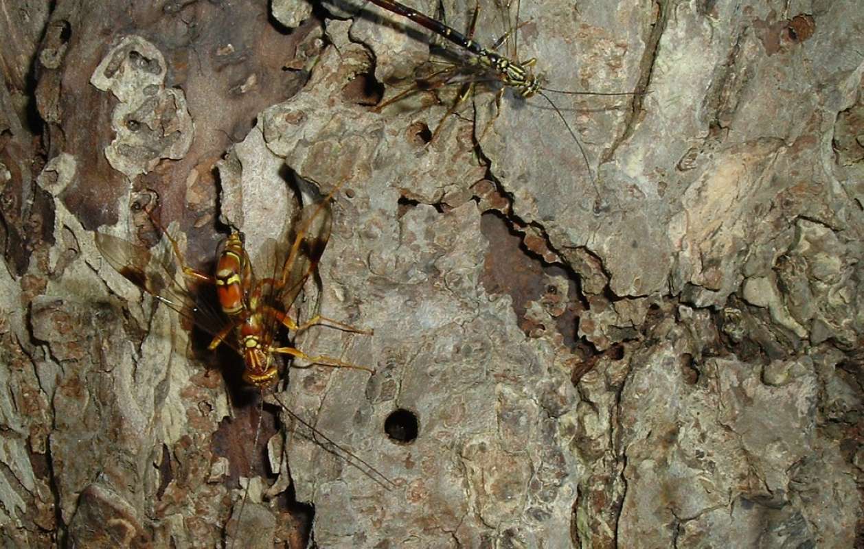 Habitat - Pair<br>(Location of Picture: Round Lake, Il, USA, June 5, 2006)