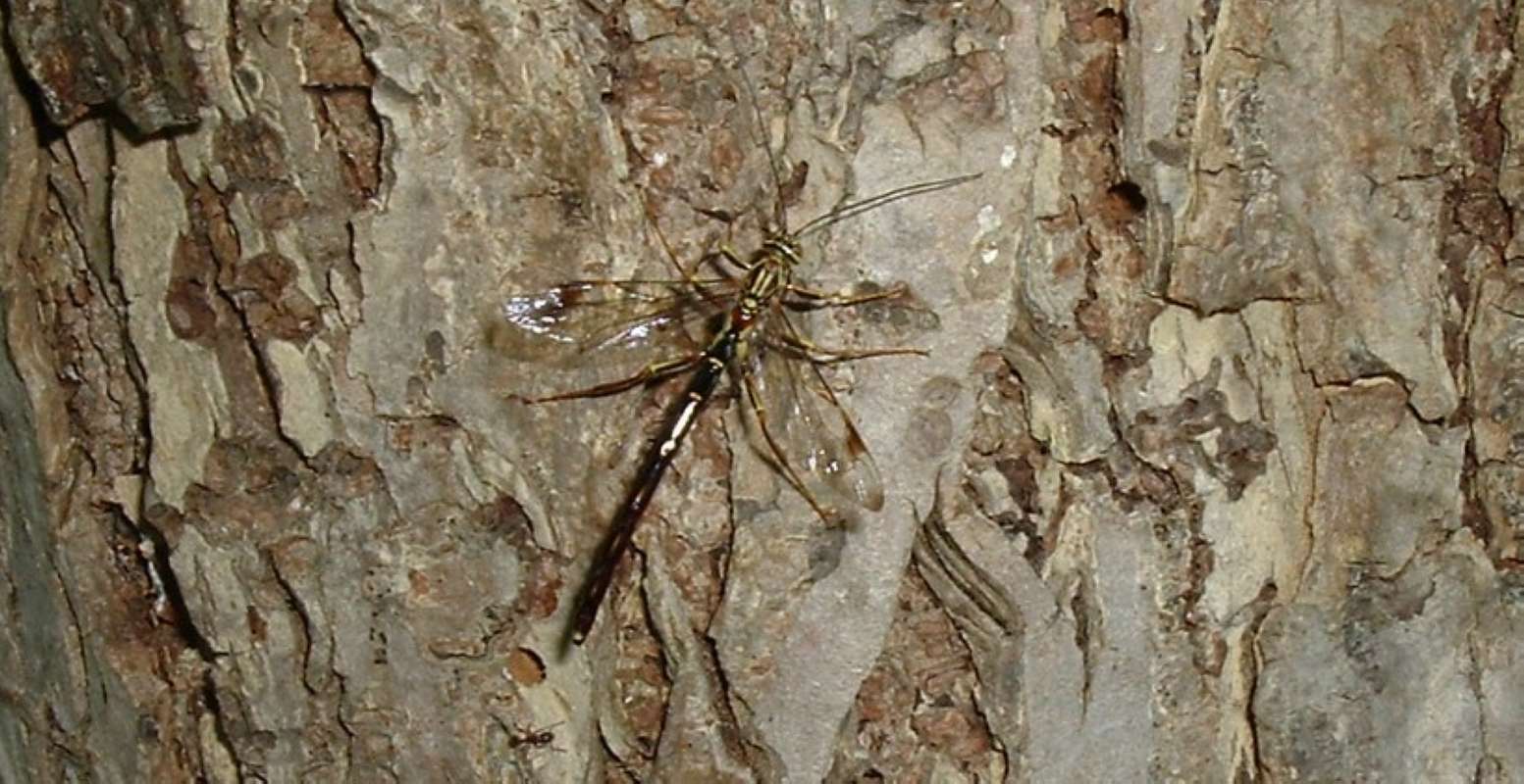 Male<br>(Location of Picture: Round Lake, Il, USA, June 5, 2006)