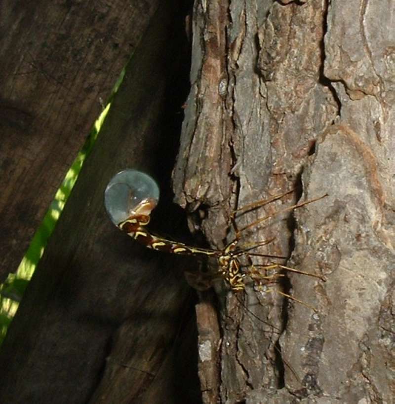 Female With Curved Tail<br>(Location of Picture: Round Lake, Il, USA, June 5, 2006)