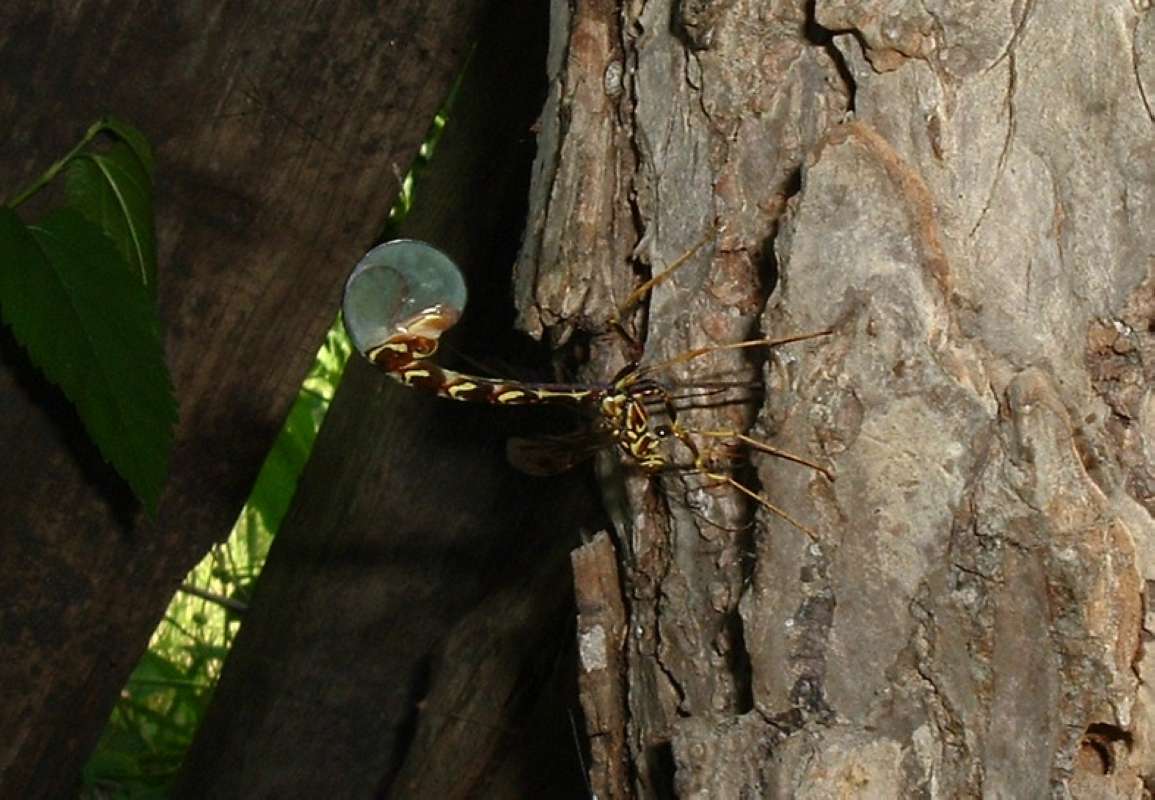 Female With Curved Tail<br>(Location of Picture: Round Lake, Il, USA, June 5, 2006)