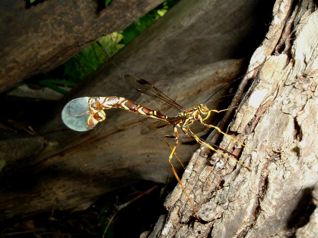 Female With Curved Tail<br>(Location of Picture: Round Lake, Il, USA, June 5, 2006)
