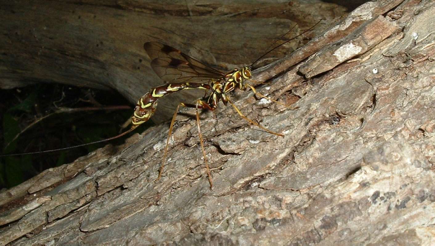 Female<br>(Location of Picture: Round Lake, Il, USA, June 5, 2006)