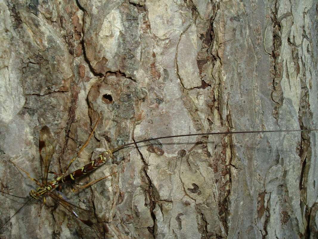 Female - Dorsal<br>(Location of Picture: Round Lake, Il, USA, June 5, 2006)