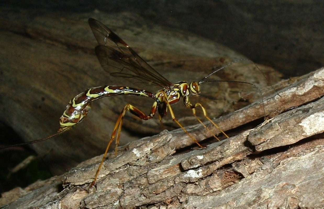 Side View Of Female<br>(Location of Picture: Round Lake, Il, USA, June 5, 2006)