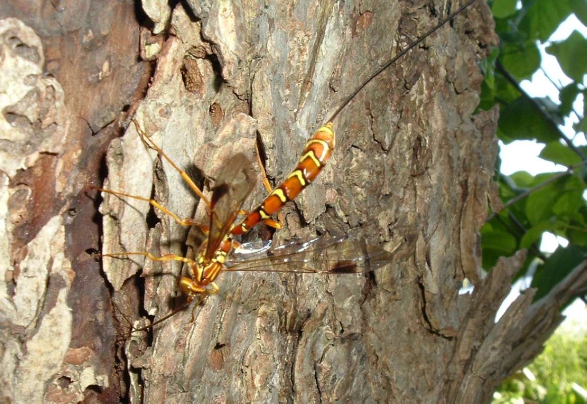 Female - Angle View<br>(Location of Picture: Round Lake, Il, USA, June 5, 2006)