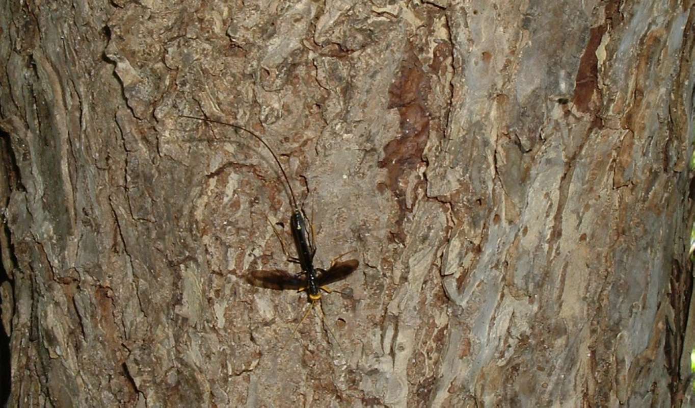 Habitat - Female Dorsal View<br>(Location of Picture: Round Lake, Il, USA, June 5, 2006)