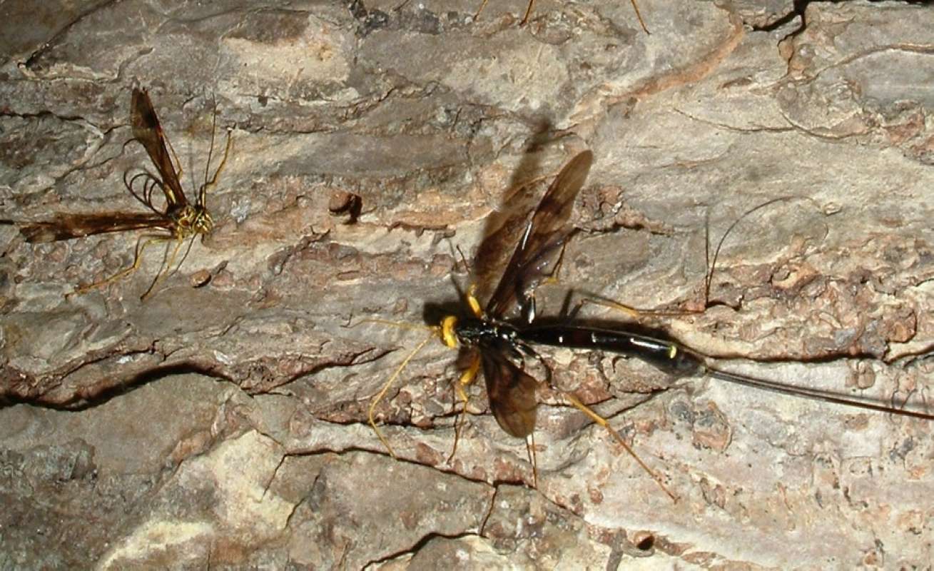 Pair in  Habitat<br>(Location of Picture: Round Lake, Il, USA, June 5, 2006)