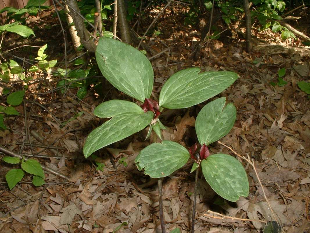 Habitat<br>(Location of Picture: Garden, Mchenry, Illinois, USA)