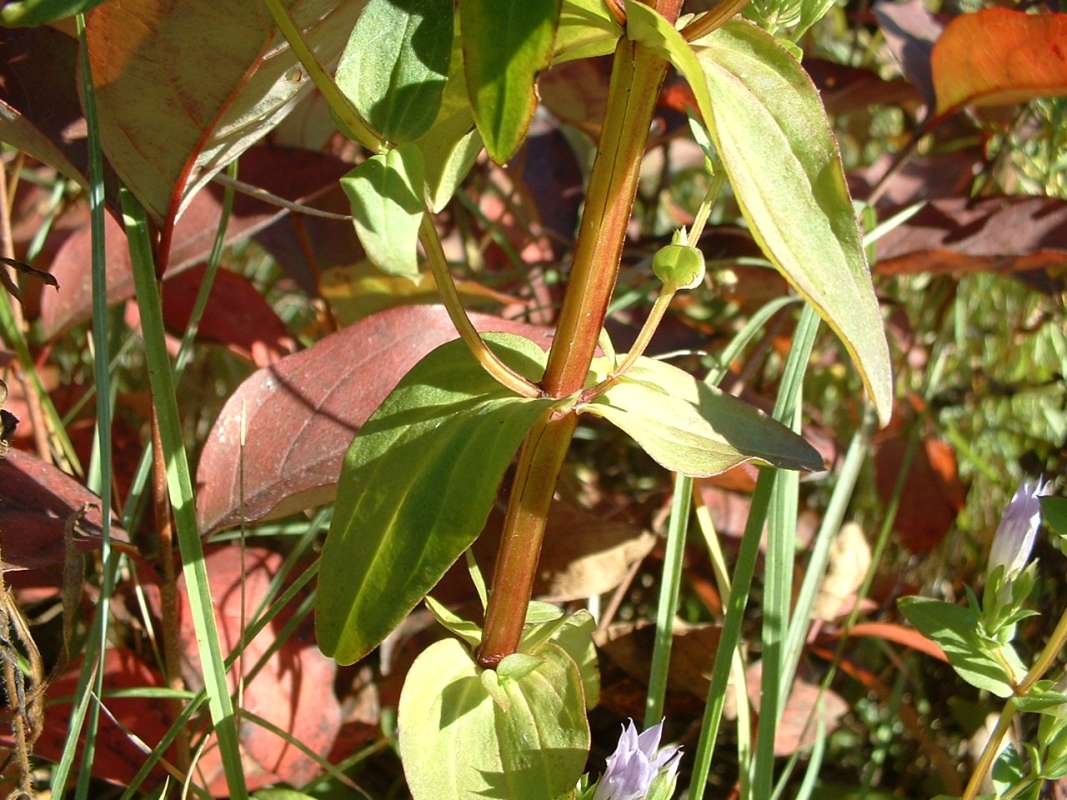 Stem - Close View<br>(Location of Picture: Grant Woods, Illinois, USA, Ix 2007)