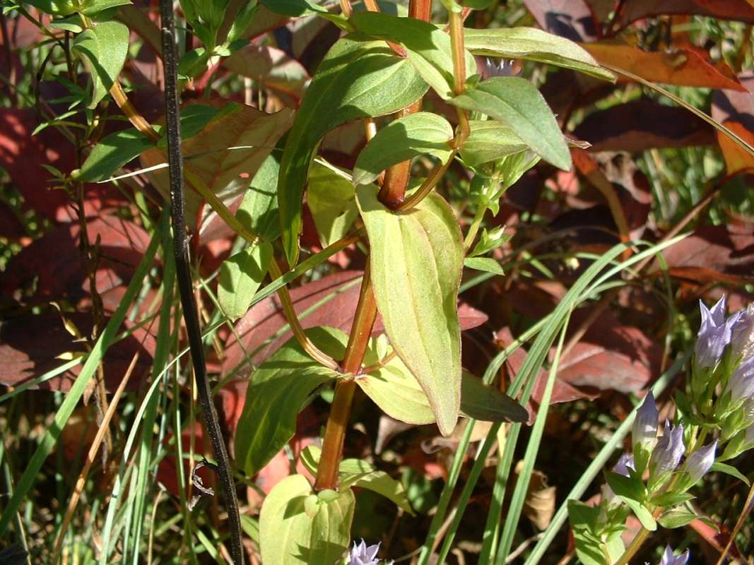 Leaf - Close View<br>(Location of Picture: Grant Woods, Illinois, USA, Ix 2007)