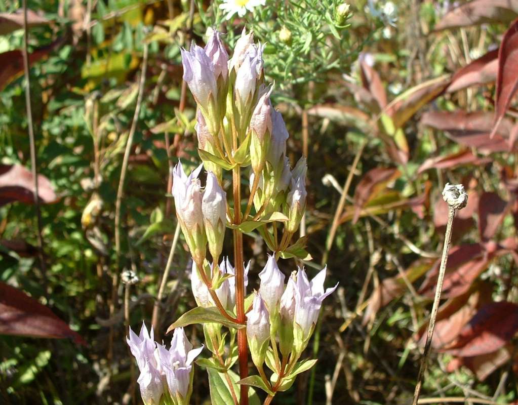 Top Of Plant in  Bloom<br>(Location of Picture: Grant Woods, Illinois, USA, Ix 2007)