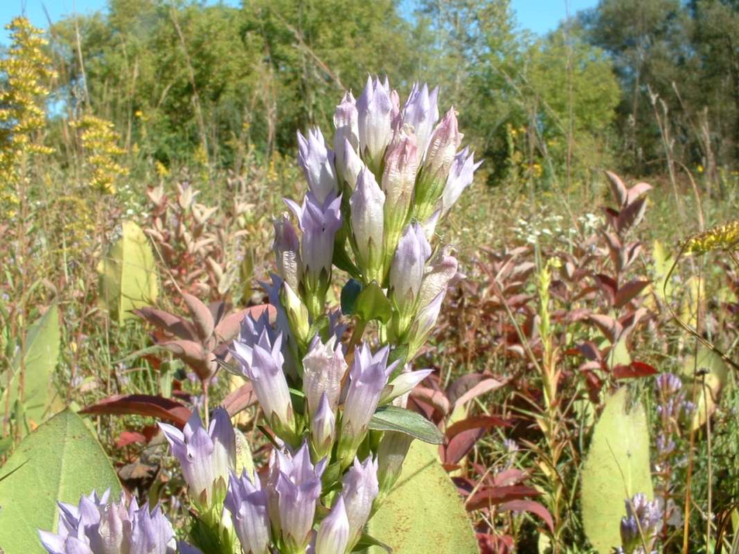 Top Of Plant in  Bloom - View #2<br>(Location of Picture: Grant Woods, Illinois, USA, Ix 2007)