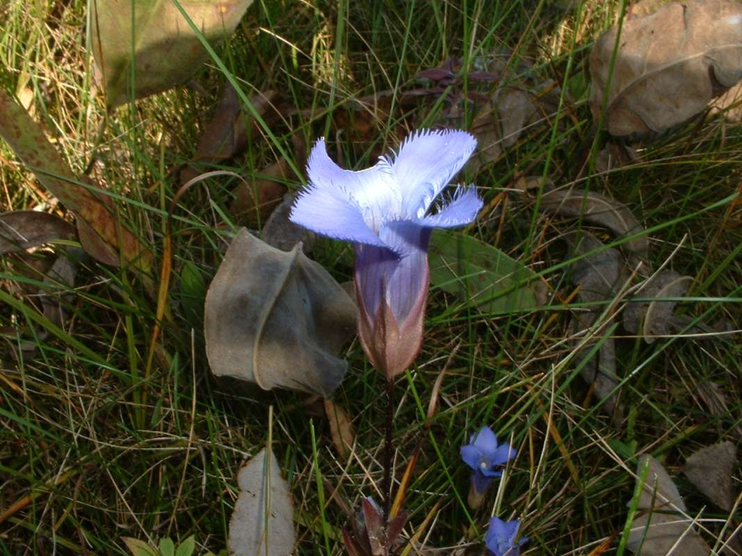 Flower<br>(Location of Picture: Grant Woods, N Illinois, USA, 2007)