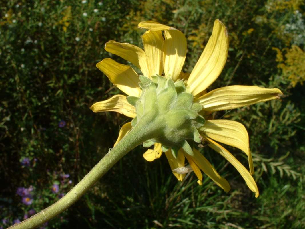 Flower - Underside<br>(Location of Picture: Grant Woods, Illinois, USA, 2007)