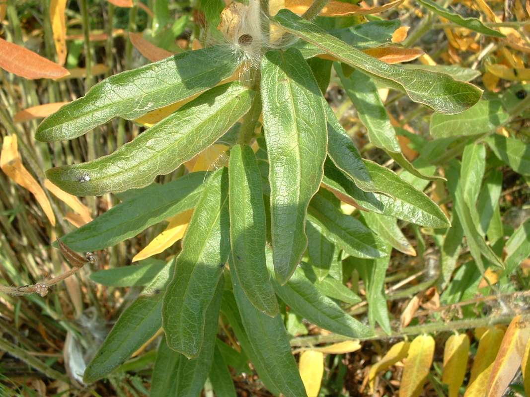 Leaves<br>(Location of Picture: Volo Park, Illinois, USA, Ix 27, 07)