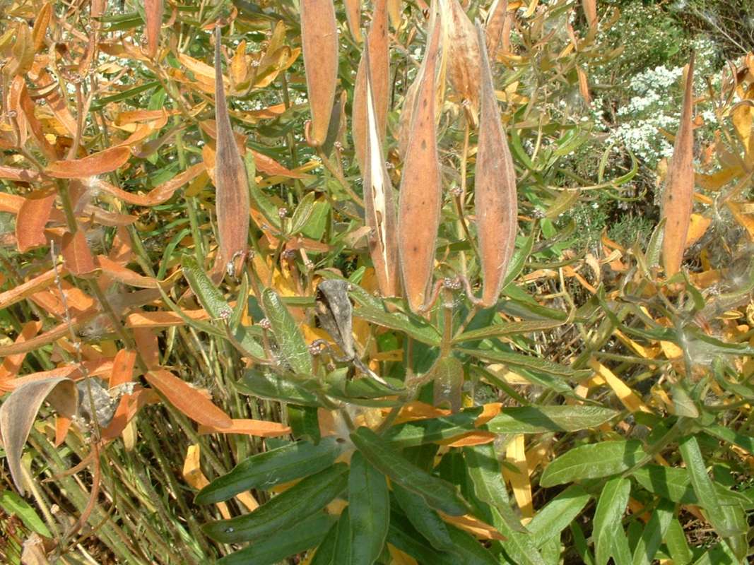 Top Of Plants in  Seed<br>(Location of Picture: Volo Park, Illinois, USA, Ix 27, 07)