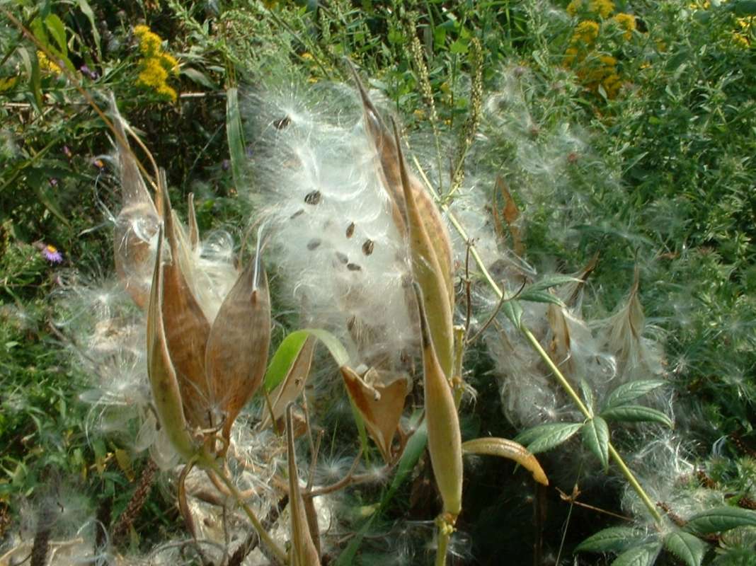 Pods - Open and Closed<br>(Location of Picture: Volo Park, Illinois, USA, Ix 27, 07)