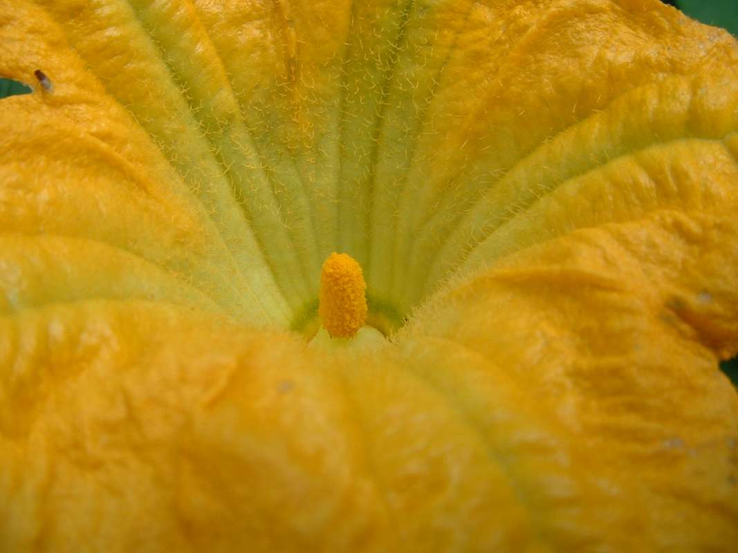 Flower - Very Close View