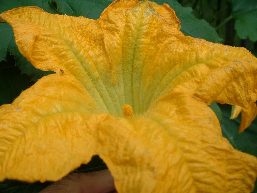 Flowers<br>(Location of Picture: Garden, Mchenry, Illinois, USA, 07)