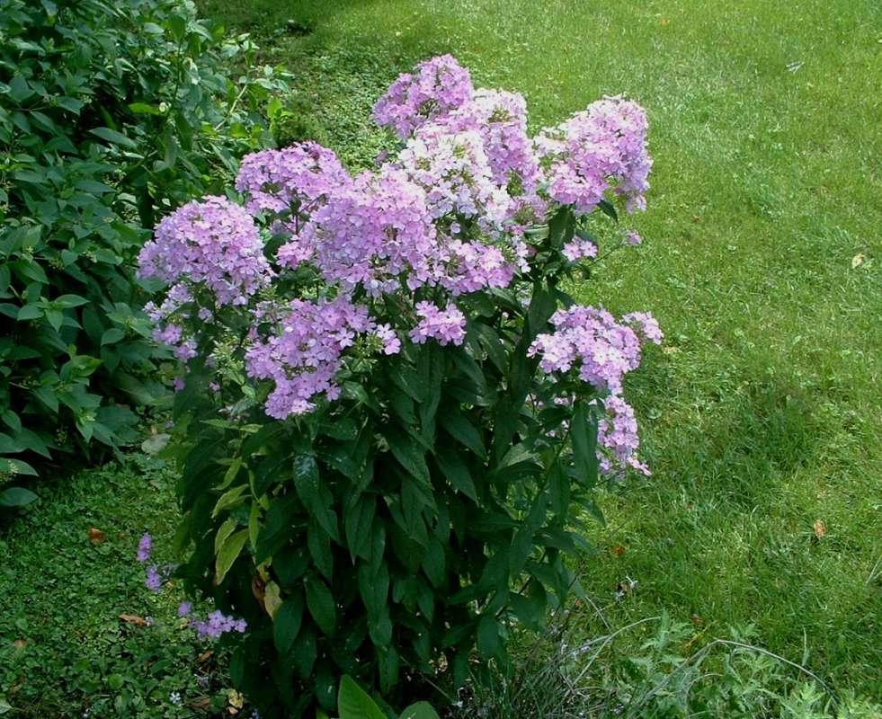 Garden View<br>(Location of Picture: Garden, Mchenry, Illinois, USA, 07)