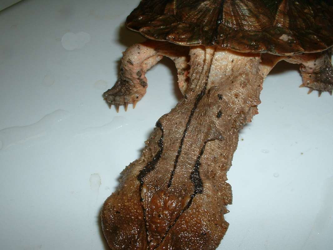 Top View Of Extended Neck