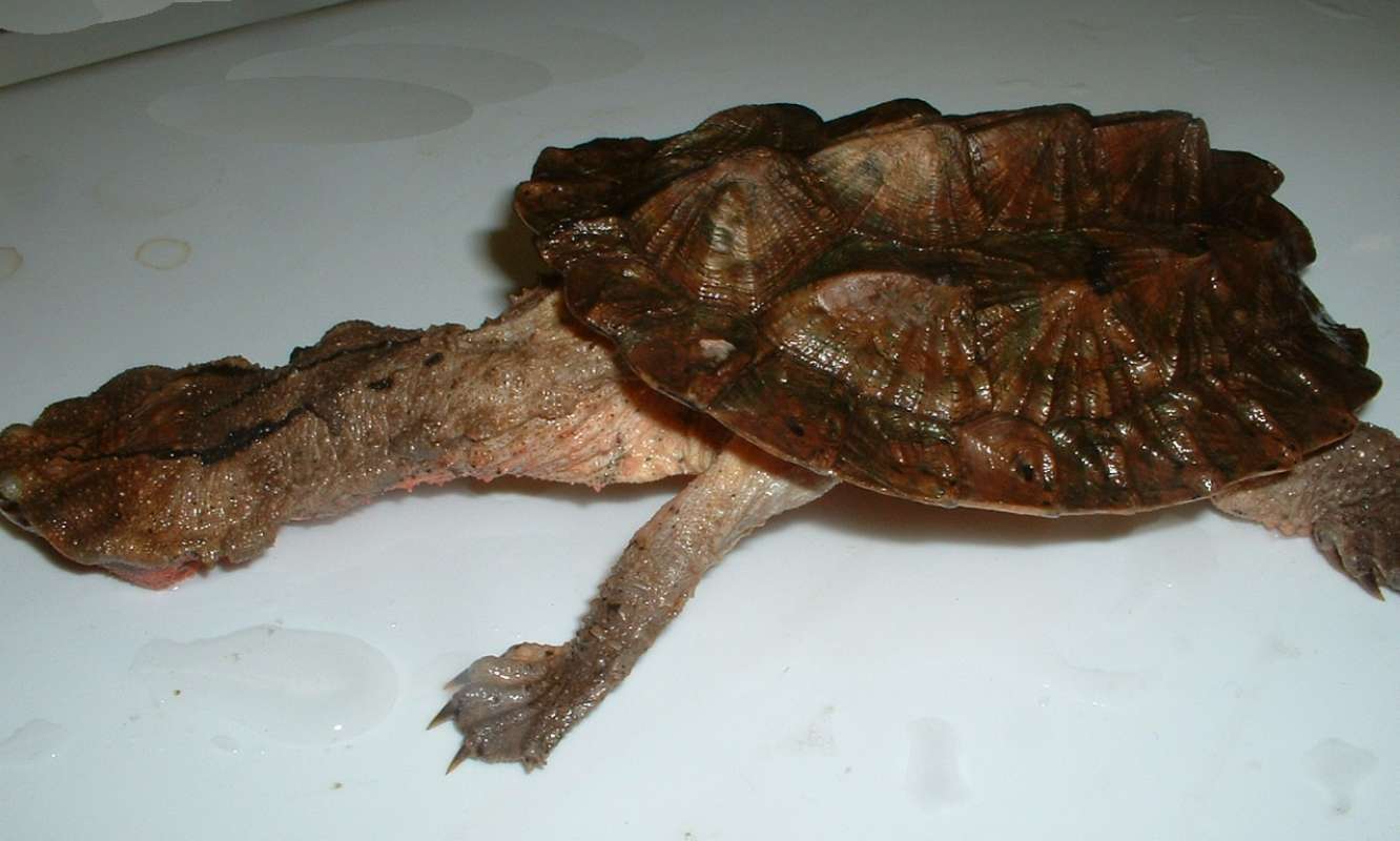 Side View (5 in ch Shell)