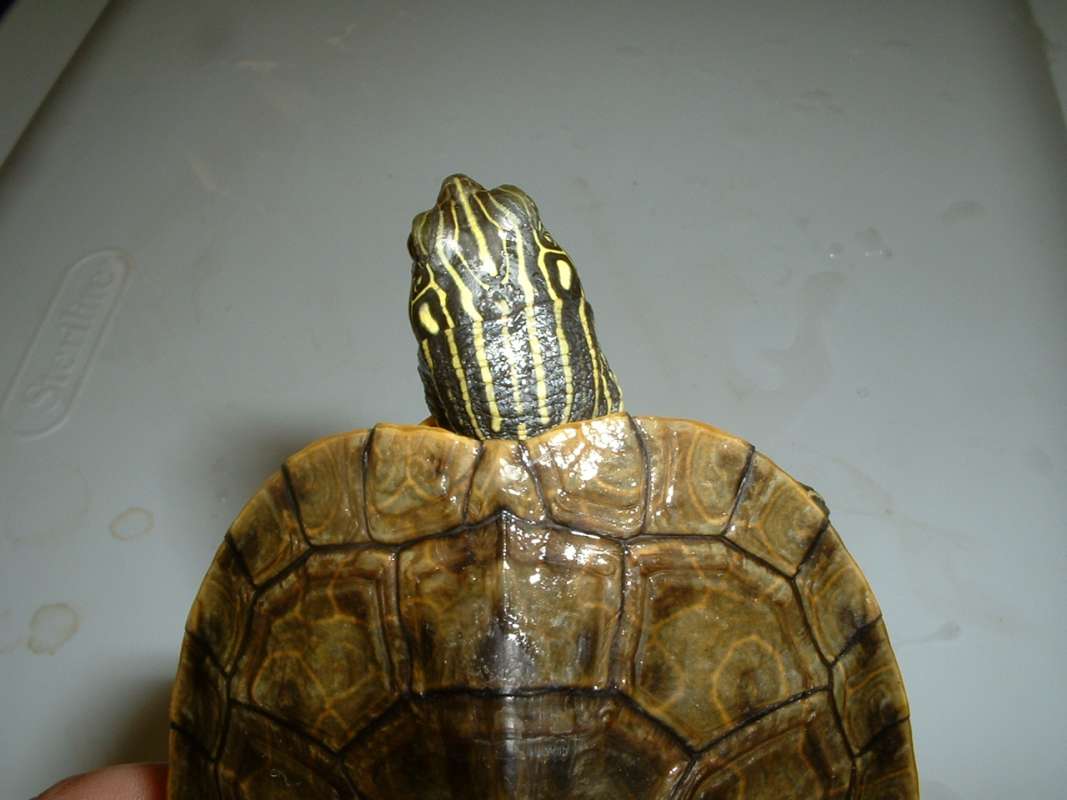 Dorsal View Of Head - 5 in ch Specimen<br>(Location of Picture: Reptile Show, Lake Co, Il, USA, '07)