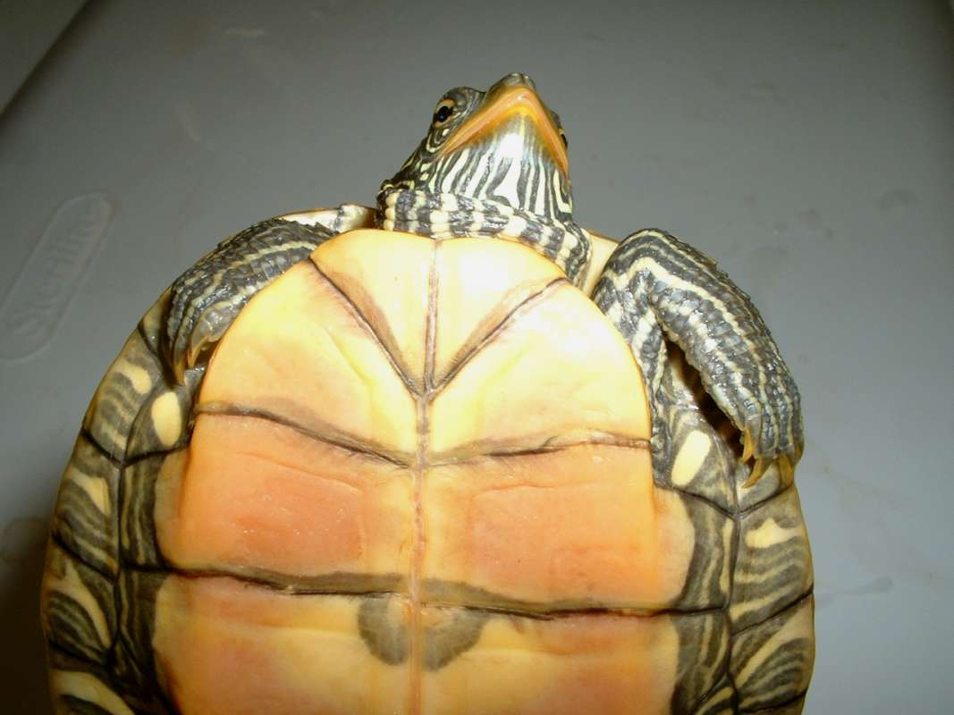 Ventral View Of Neck and Head - 5 in ch Specimen<br>(Location of Picture: Reptile Show, Lake Co, Il, USA, '07)