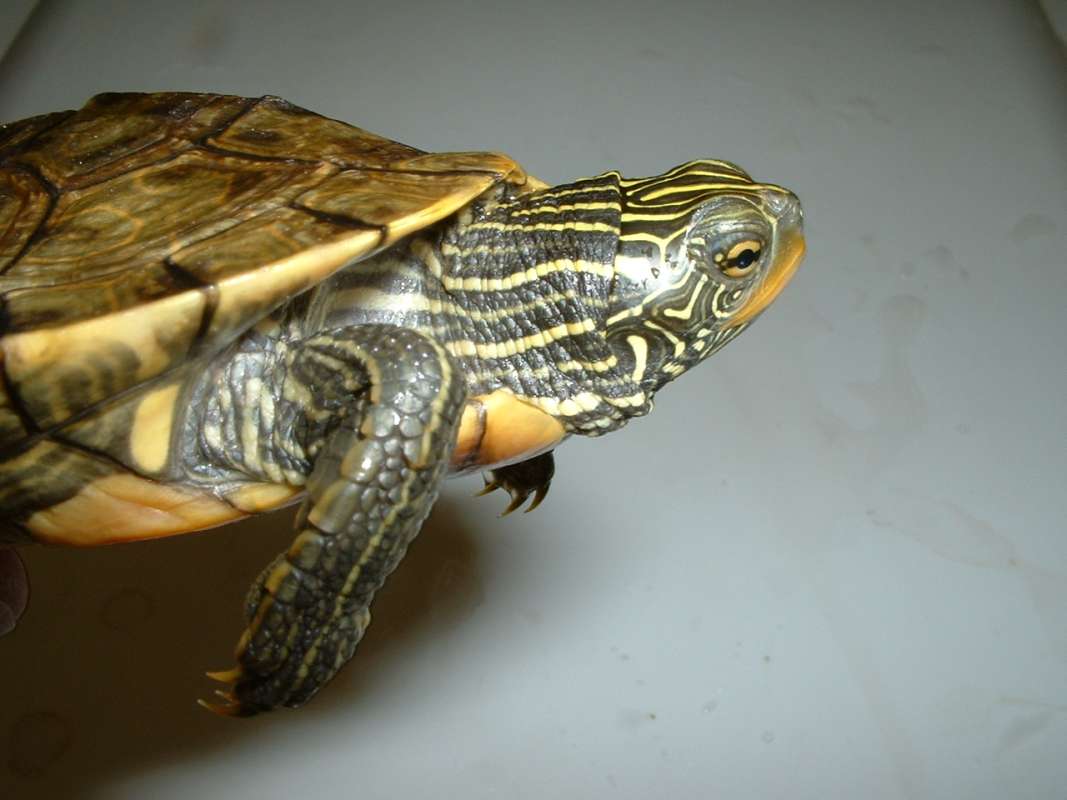 Side View Of Head - 5 in ch Specimen<br>(Location of Picture: Reptile Show, Lake Co, Il, USA, '07)