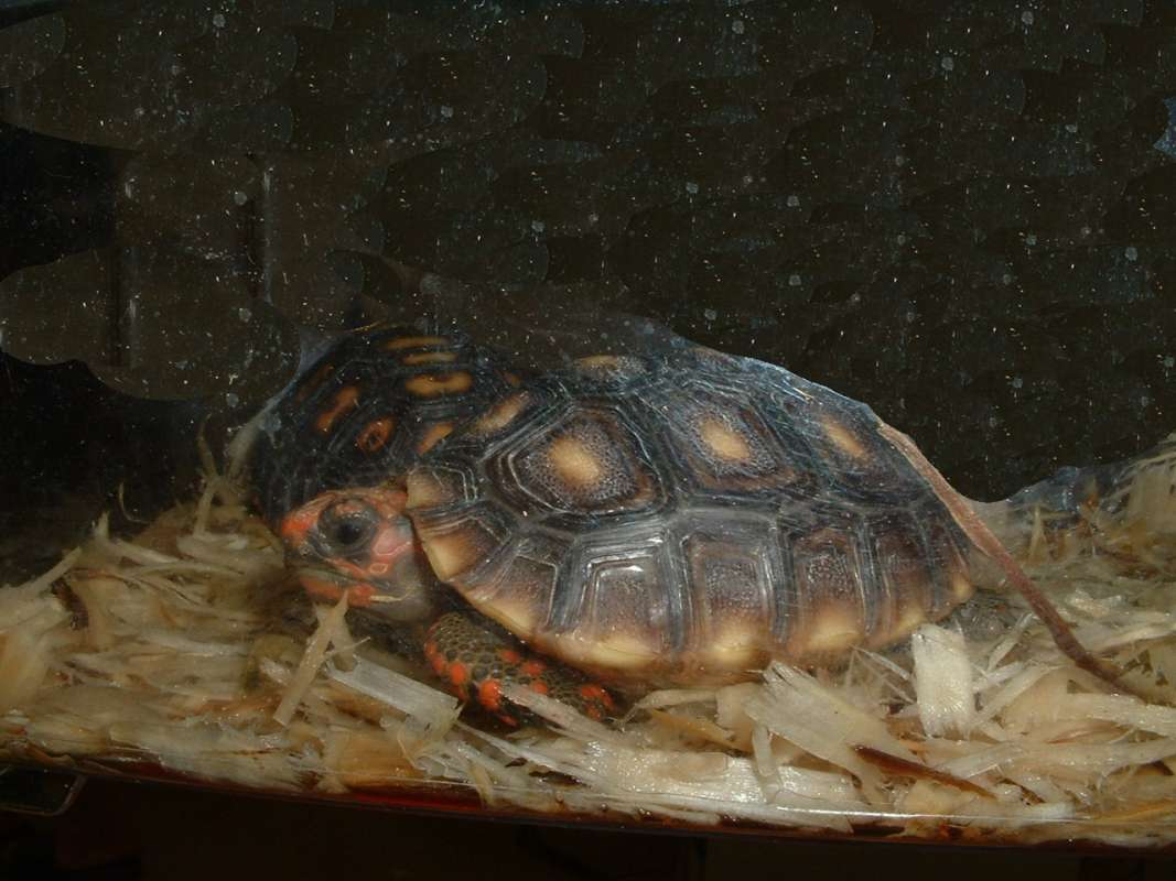 Cherry Headed Example<br>(Location of Picture: Reptile Show, Lake Co, Il,  aug '07)