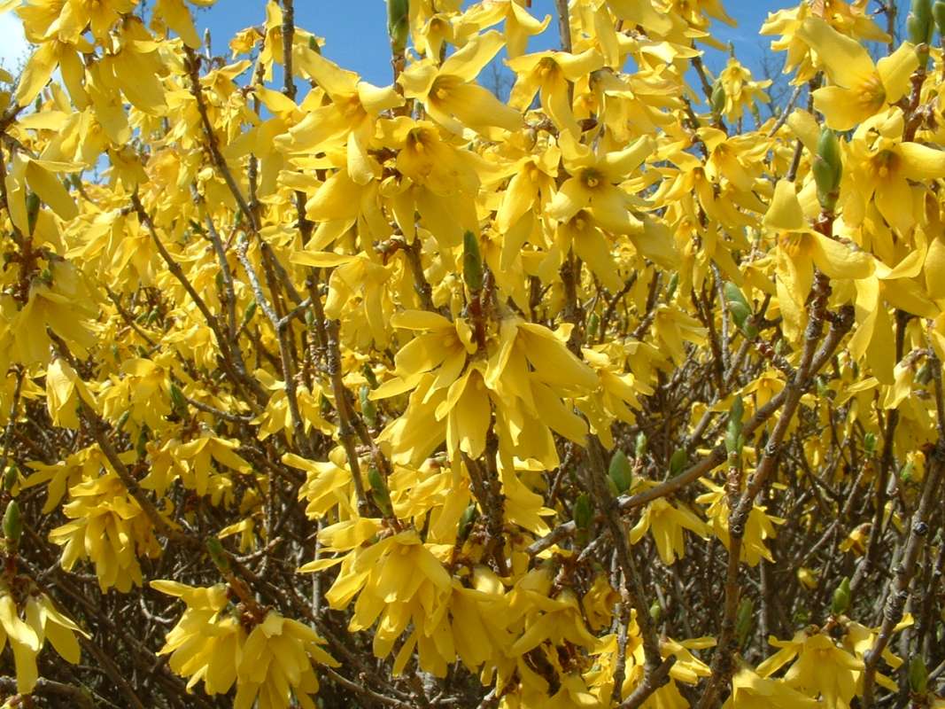 Flower Mass, April 6, 2007<br>(Location of Picture: Shopping Center, Round Lake, Il, 07)