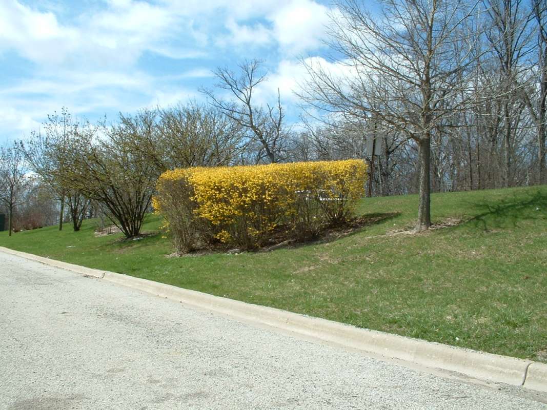 Distant Landscape View, April 6, 2007<br>(Location of Picture: Shopping Center, Round Lake, Il, 07)