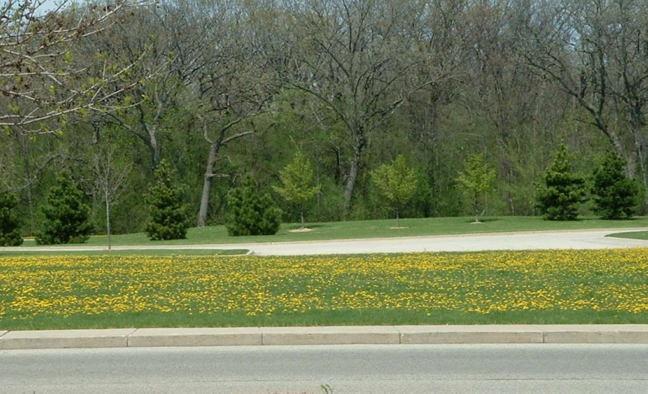 Spring Lawn in  Shopping Center, April 30, 2007<br>(Location of Picture: Round Lake, Illinois, USA, 2007)