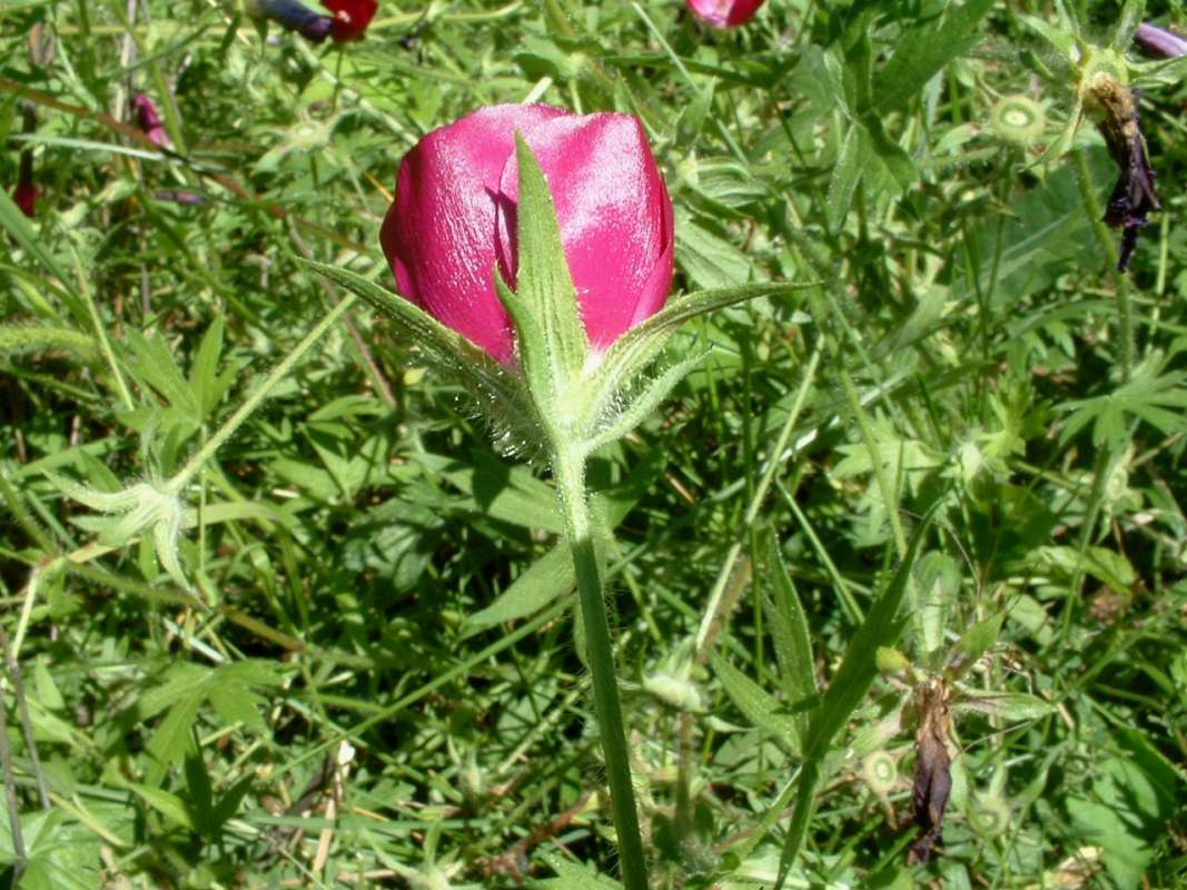 Flower - Rear View<br>(Location of Picture: Garden, Harvard, Il, USA, 2008)