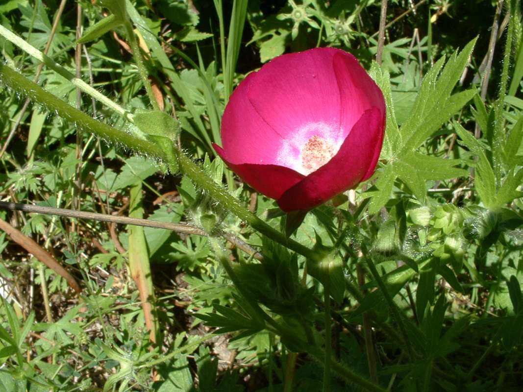 Flower - Angle View<br>(Location of Picture: Garden, Harvard, Il, USA, 2008)