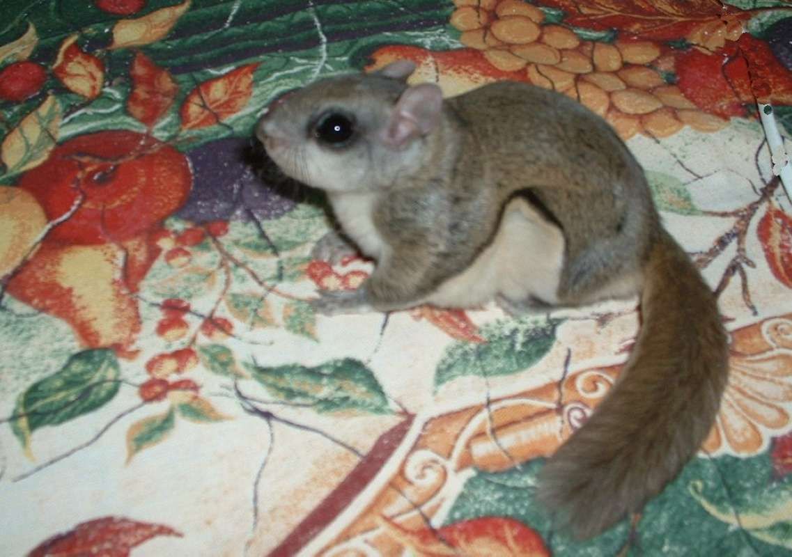 Side View On Table - Accidental House Visitor<br>(Origin of the Specimen: Accidental Visitor, Round Lake, Il)