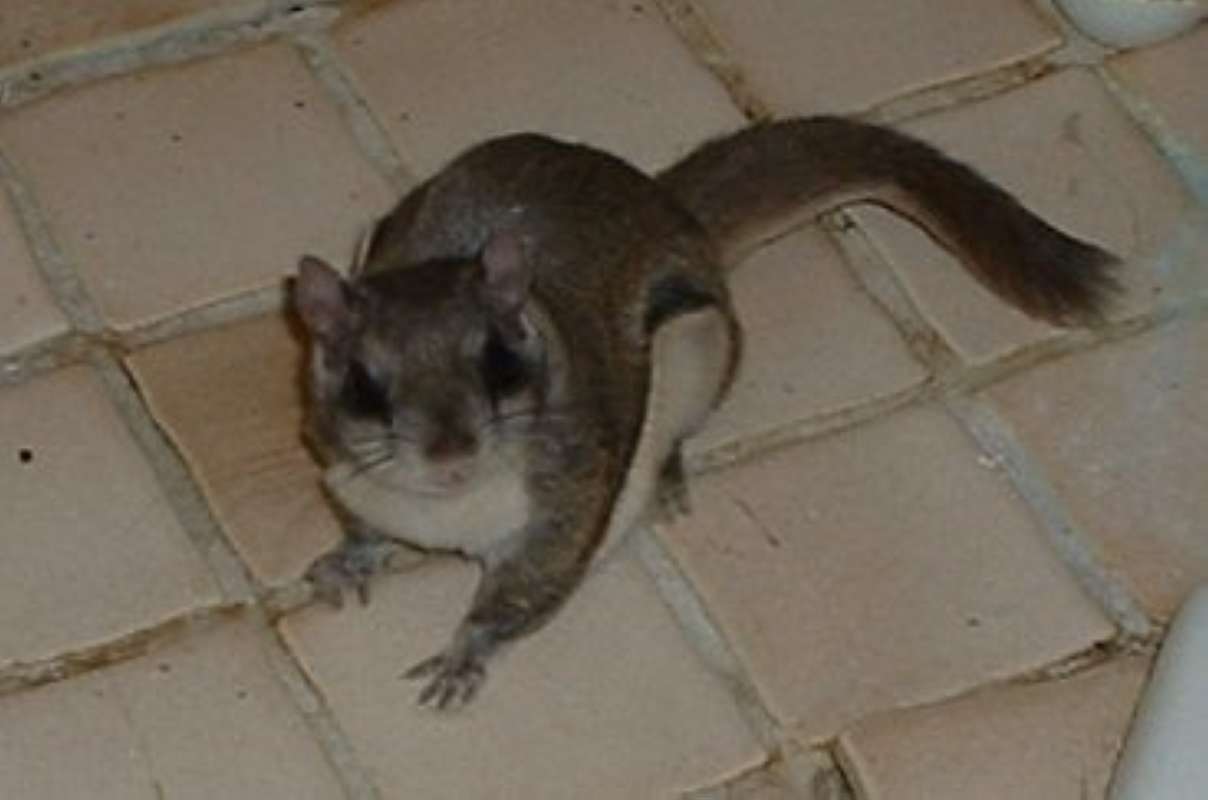 Front View On Tile - Accidental House Visitor<br>(Location of Picture: Round Lake, Illinois, USA, Fall 200)