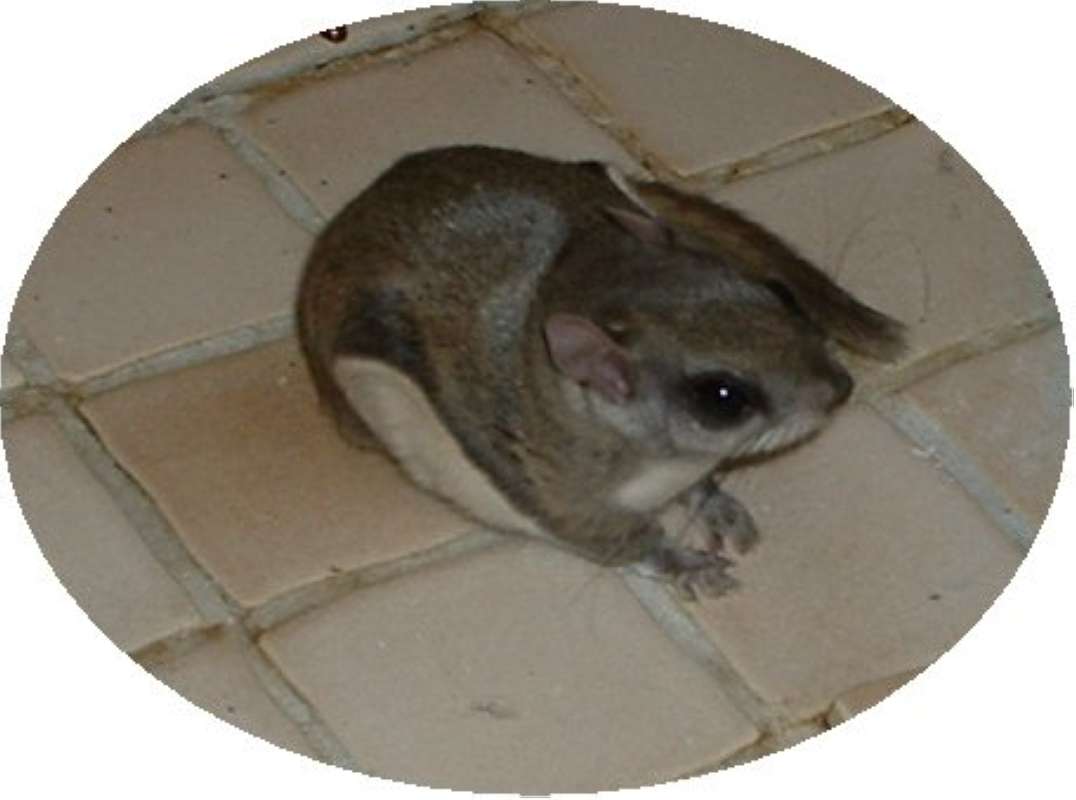 Close View On Tile - Accidental House Visitor<br>(Location of Picture: Round Lake, Illinois, USA, Fall 200)