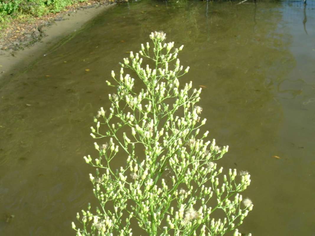 Top Of Plant in  Bloom<br>(Location of Picture: Round Lake, Il, USA, Aug, 2009)