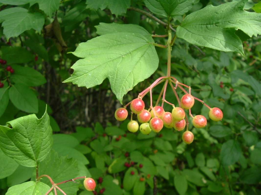 Late Summer Leaf and Fruit<br>(Location of Picture: Mchenry Co, Il, USA, July 2009)