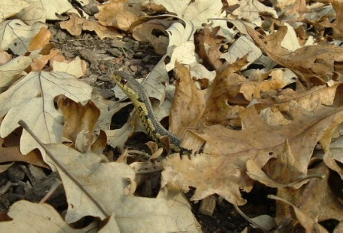 Head View in  Habitat<br>(Location of Picture: Glacier, Mchenry, Il, USA, Oct 21)