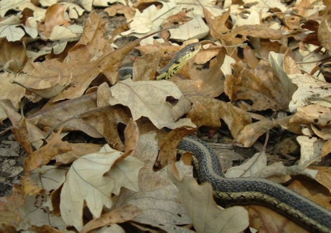Head and Body in  Habitat<br>(Location of Picture: Glacier, Mchenry, Il, USA, Oct 21)